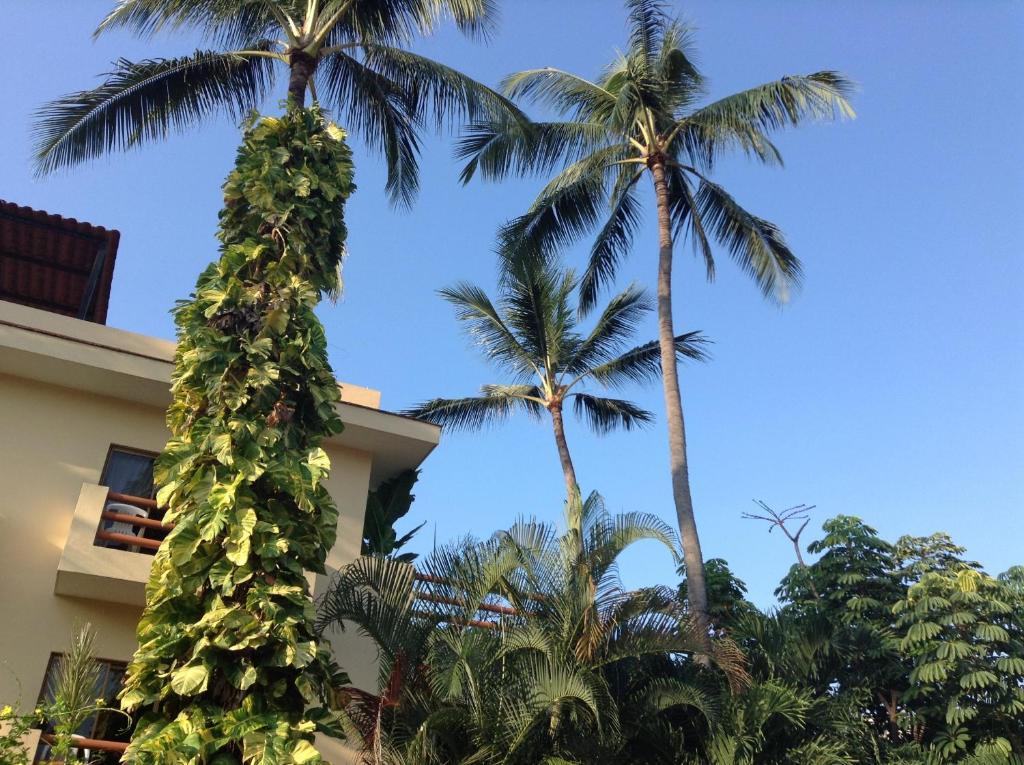 Hotel Palmeras 布塞里亚斯 外观 照片